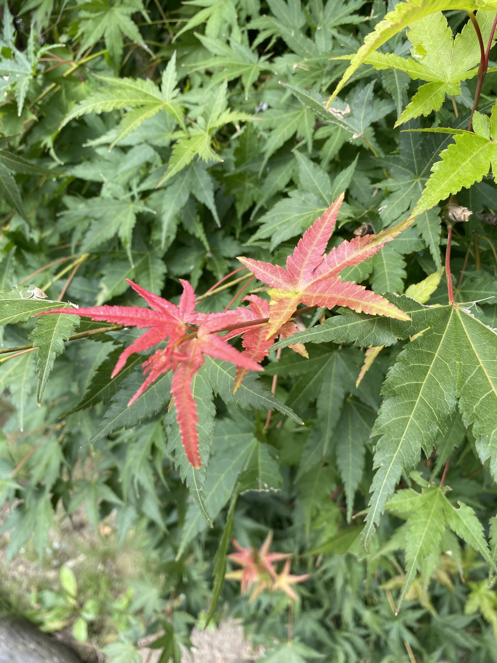 秋のはじまり　紅葉