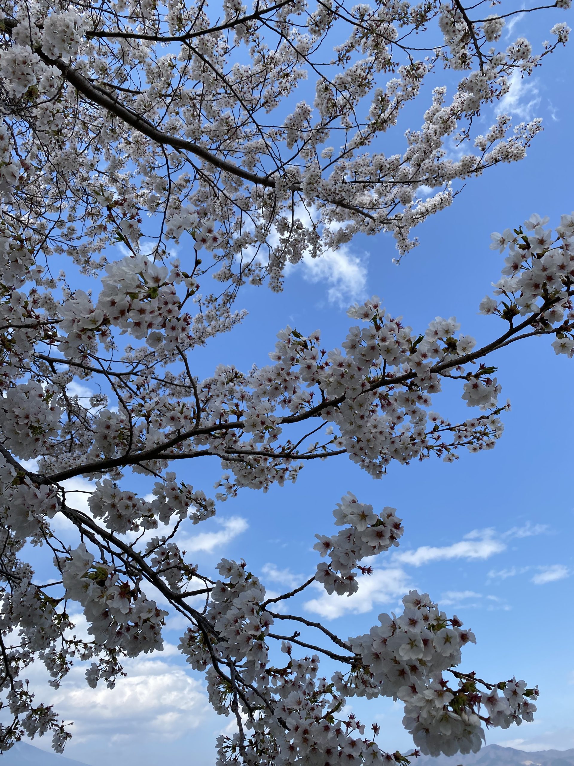 桜　花見　晴天　満開